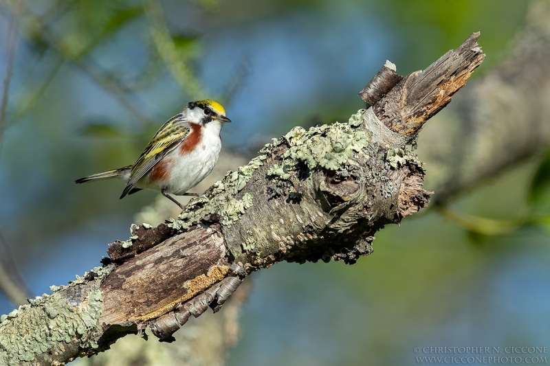 Chestnut-sided Warbler