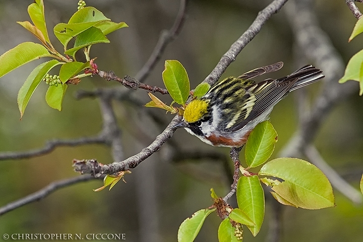 Chestnut-sided Warbler
