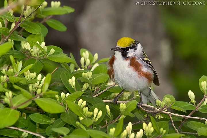 Chestnut-sided Warbler