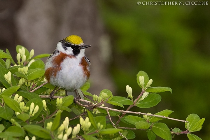 Chestnut-sided Warbler