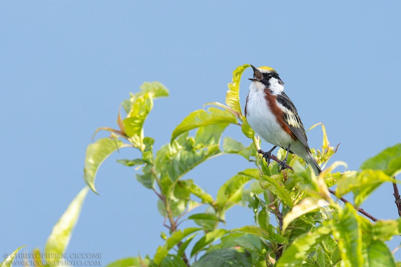 Chestnut-sided Warbler