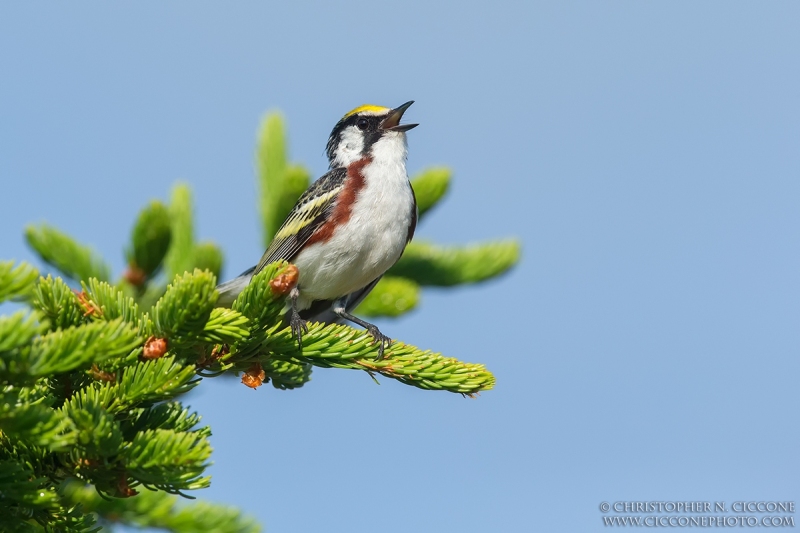 Chestnut-sided Warbler