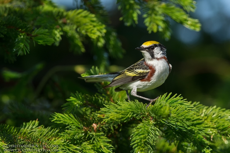 Chestnut-sided Warbler