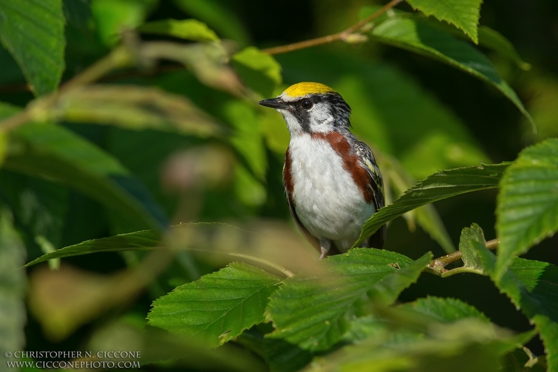 Chestnut-sided Warbler