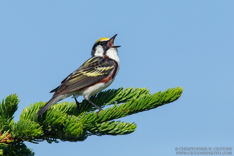 Chestnut-sided Warbler