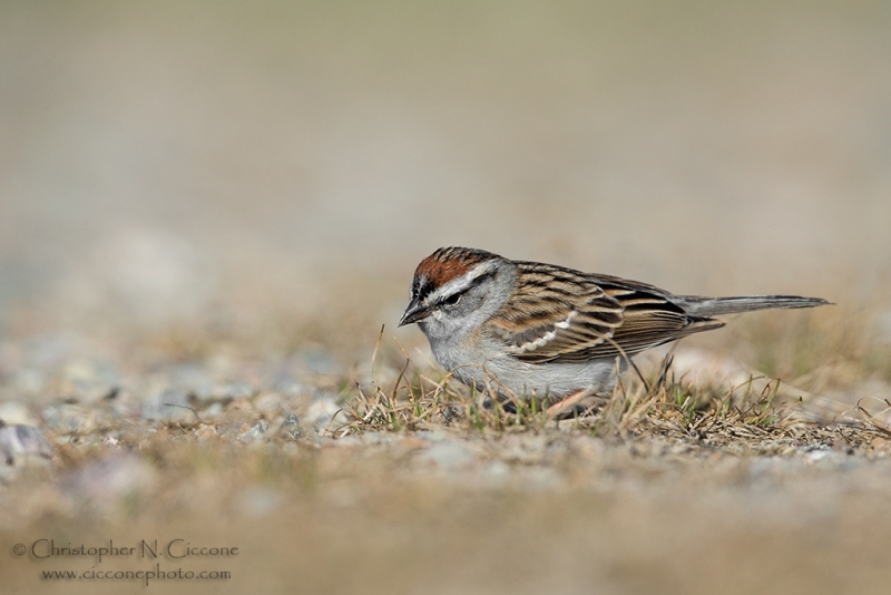 Chipping Sparrow