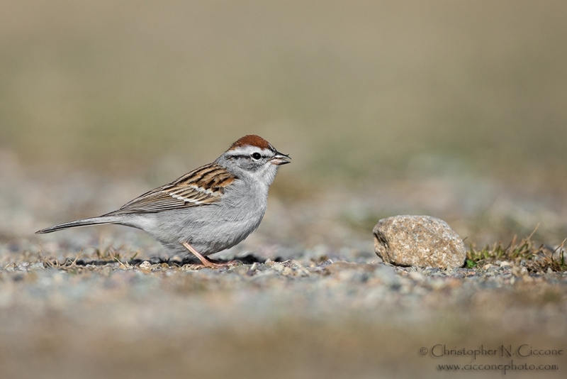 Chipping Sparrow