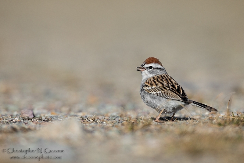 Chipping Sparrow