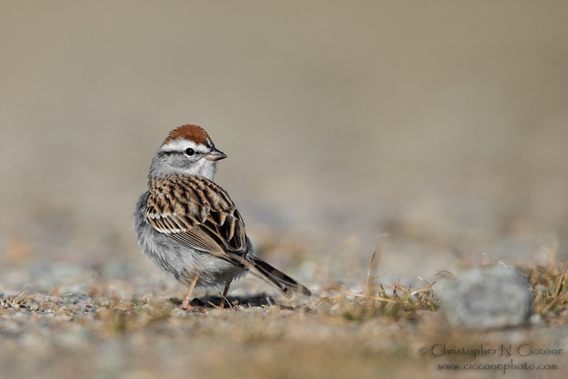 Chipping Sparrow