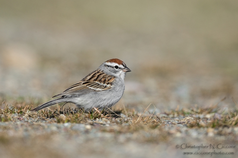 Chipping Sparrow