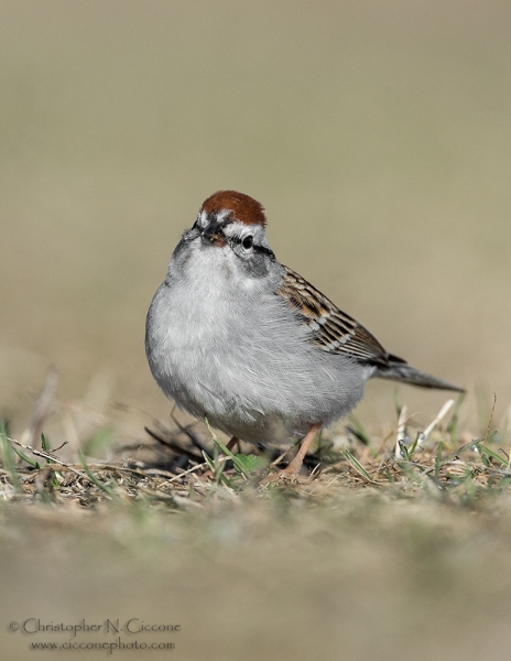 Chipping Sparrow