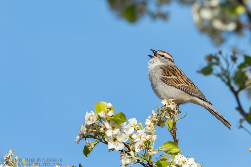 Chipping Sparrow