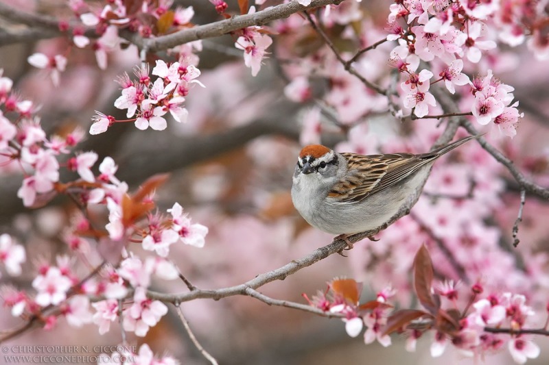 Chipping Sparrow