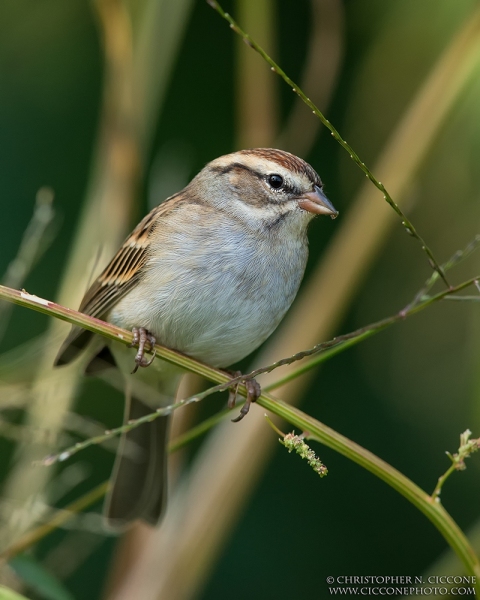 Chipping Sparrow