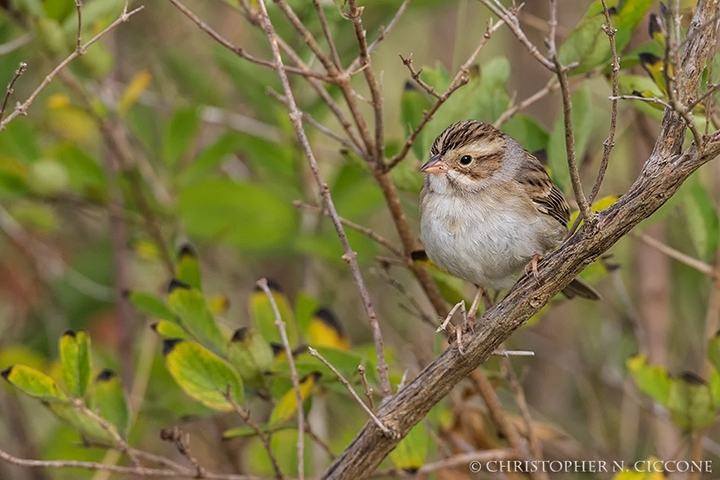 Clay-colored Sparrow