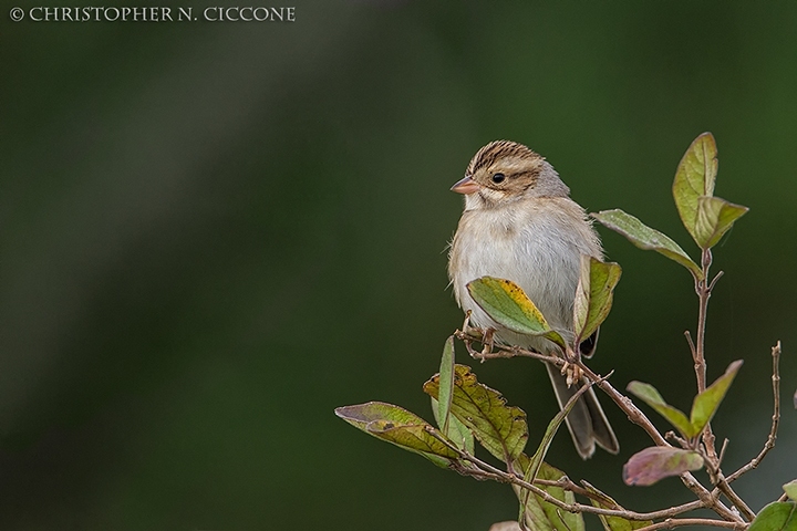 Clay-colored Sparrow