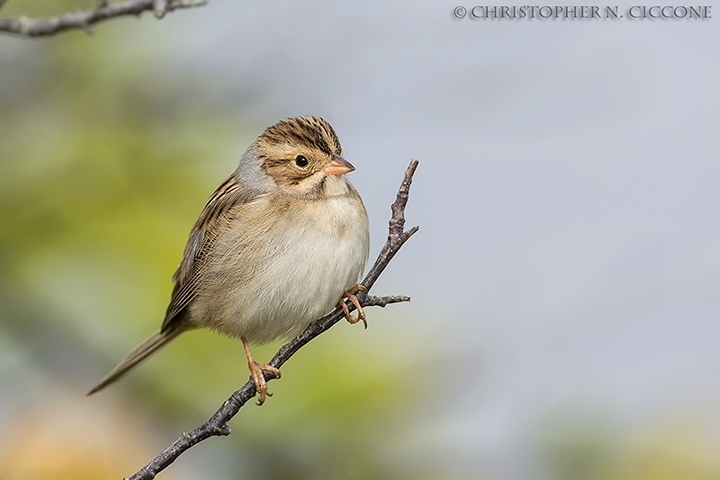 Clay-colored Sparrow