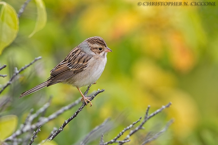 Clay-colored Sparrow