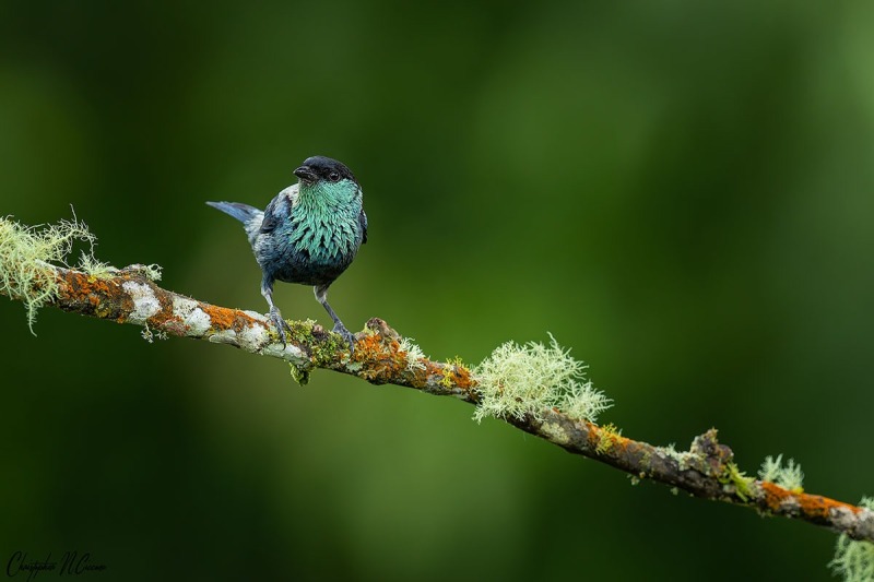 Black-capped Tanager