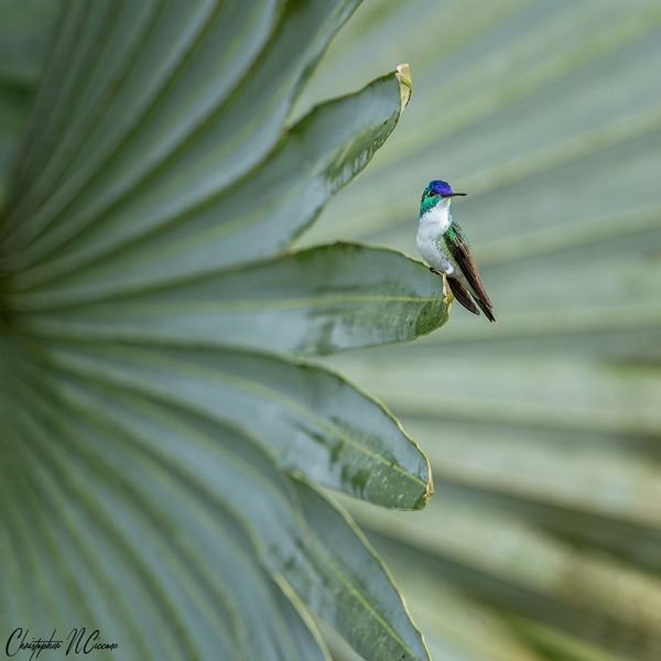 Andean Emerald