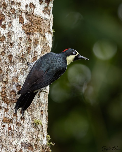 Acorn Woodpecker