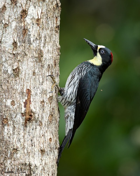 Acorn Woodpecker