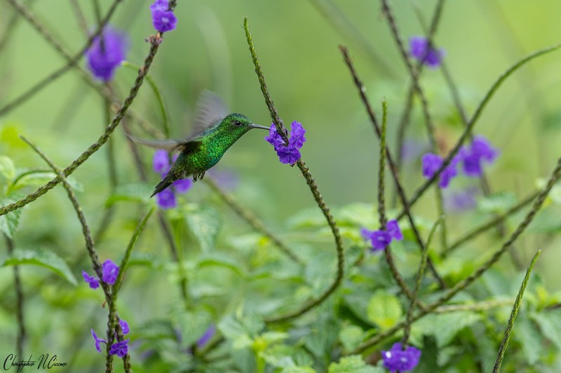 Steely-vented Hummingbird