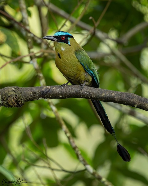 Andean Motmot