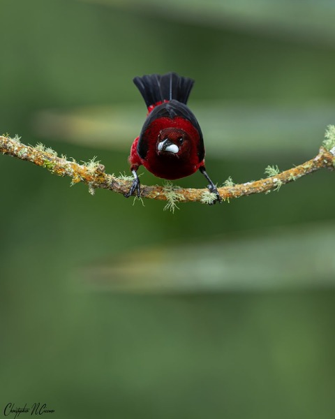 Crimson-backed Tanager