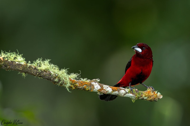 Crimson-backed Tanager
