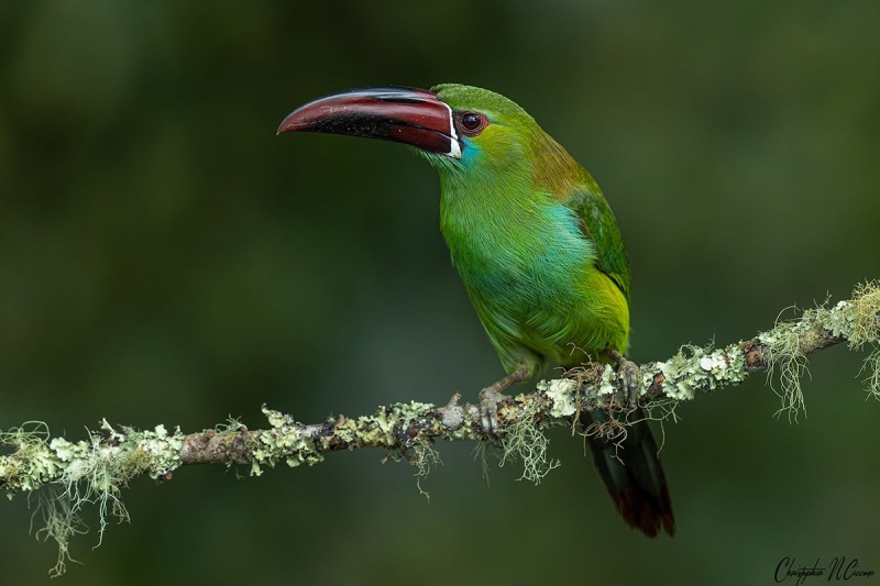 Crimson-rumped Toucanet