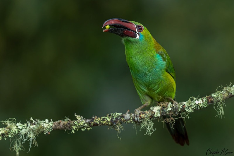 Crimson-rumped Toucanet