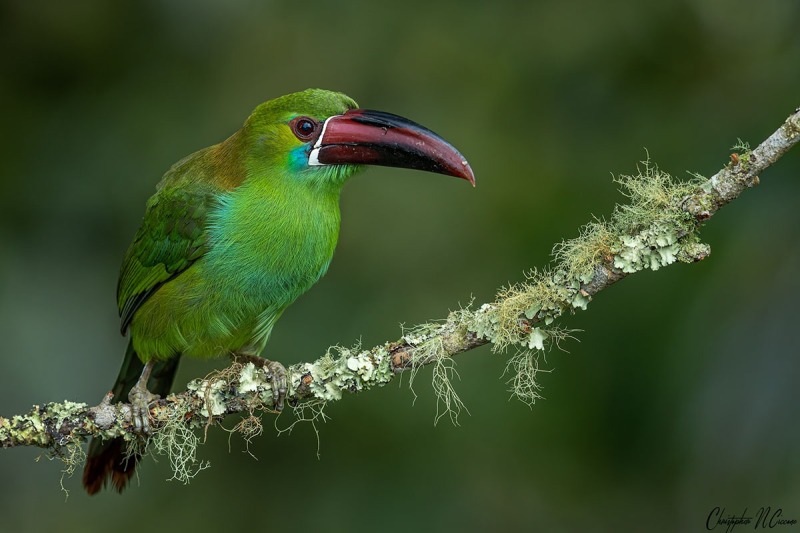 Crimson-rumped Toucanet
