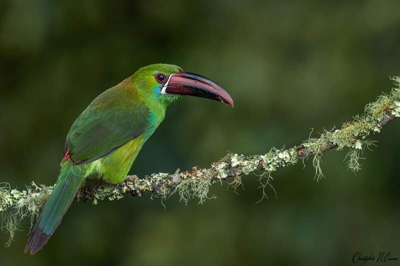 Crimson-rumped Toucanet