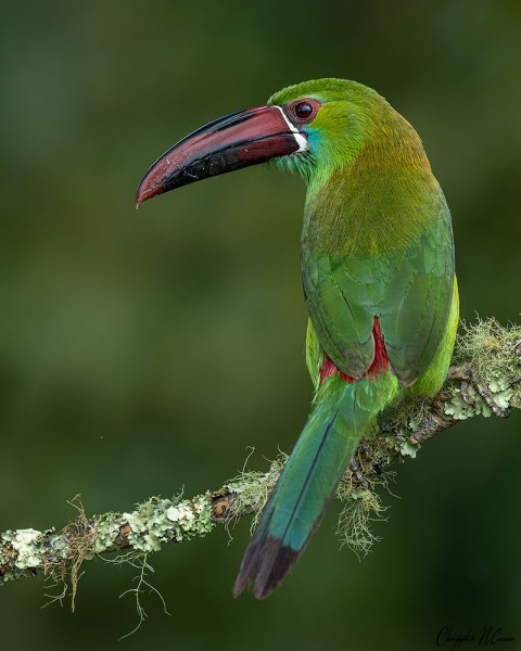 Crimson-rumped Toucanet
