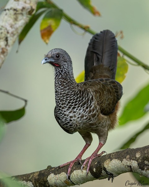 Colombian Chachalaca
