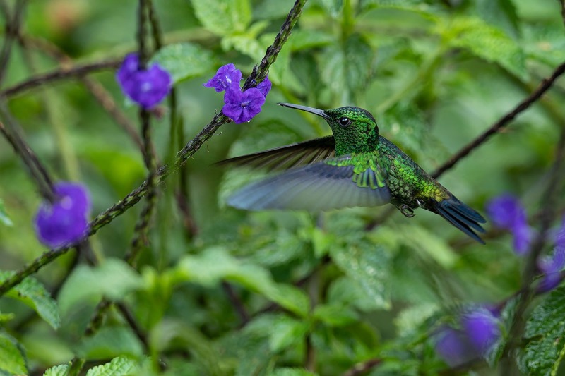Steely-vented Hummingbird