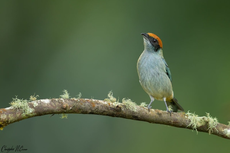 Scrub Tanager