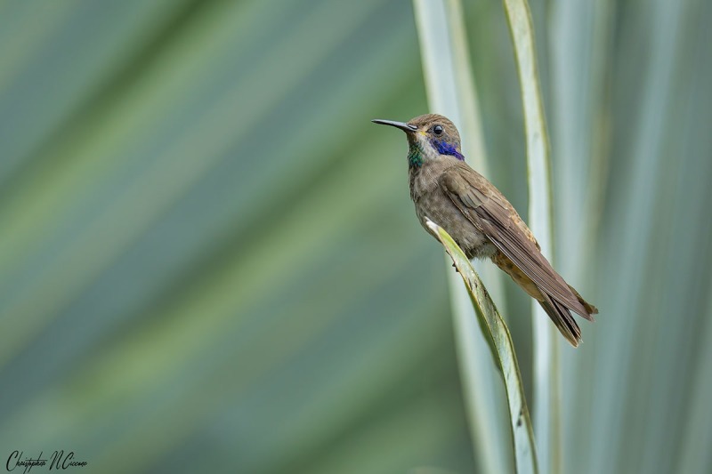 Brown Violetear