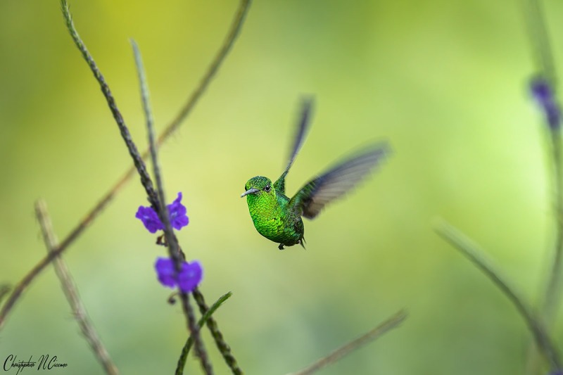 Steely-vented Hummingbird