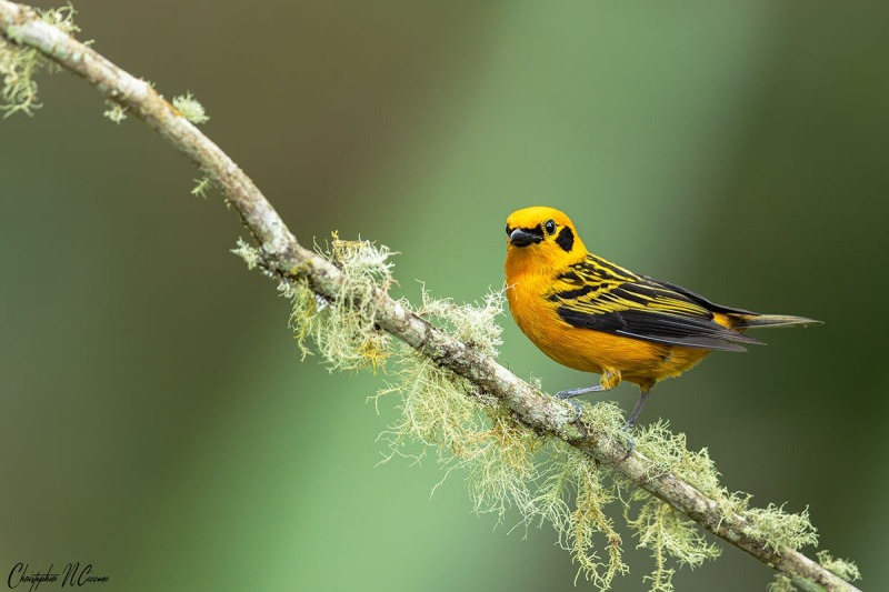 Golden Tanager