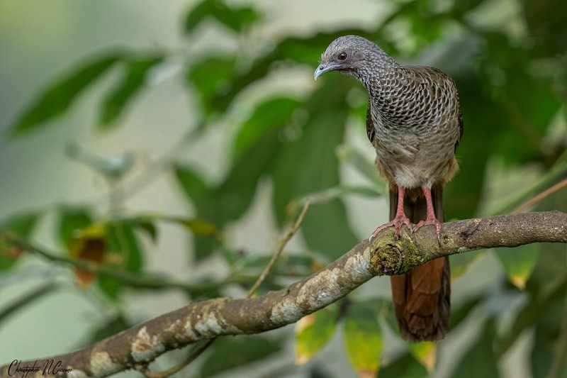 Colombian Chachalaca