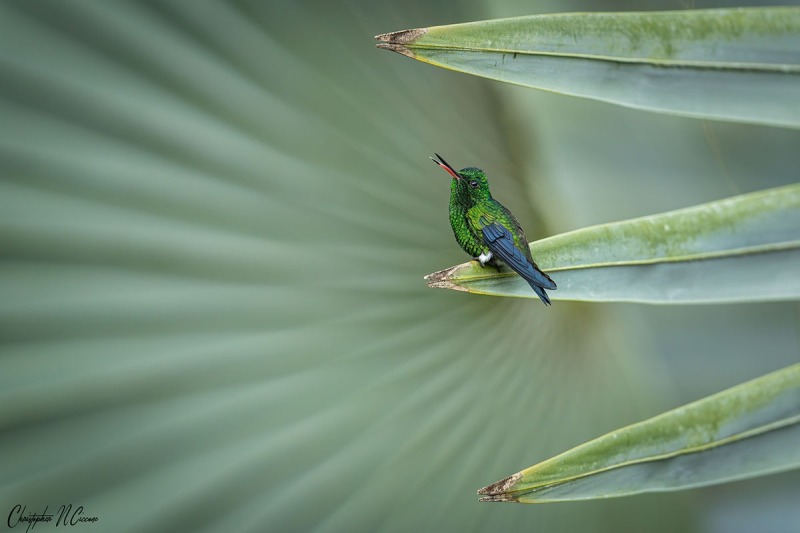 Steely-vented Hummingbird