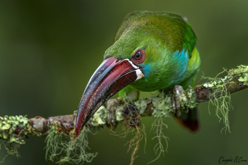Crimson-rumped Toucanet