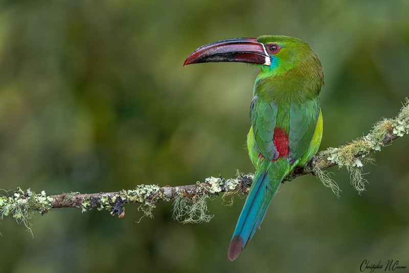 Crimson-rumped Toucanet