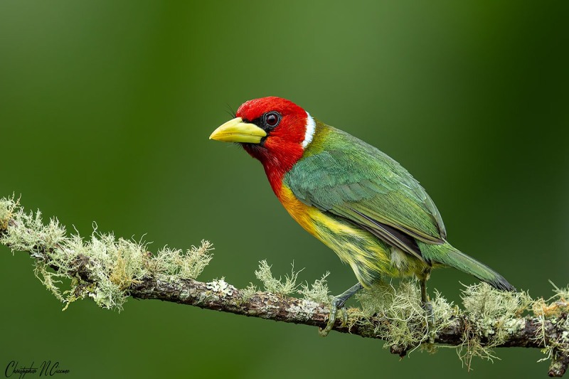 Red-headed Barbet