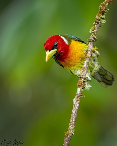 Red-headed Barbet
