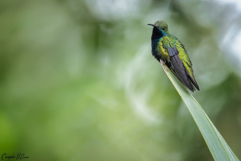 Black-throated Mango