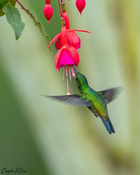 Steely-vented Hummingbird