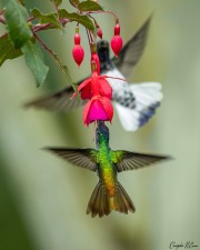 Rufous-tailed Hummingbird
